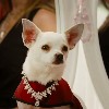 Chic_Chihuahua8